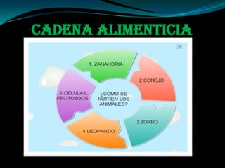 CADENA ALIMENTICIA