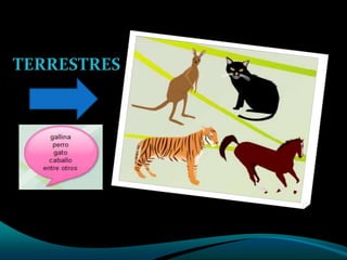TERRESTRES