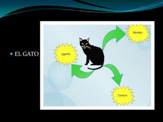  EL GATO