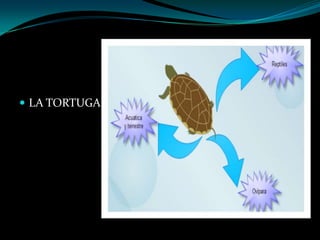  LA TORTUGA
