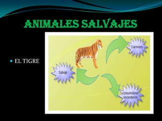 ANIMALES SALVAJES
EL TIGRE