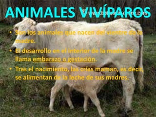 ANIMALES VIVÍPAROS
• Son los animales que nacen del vientre da la
madre.
• El desarrollo en el interior de la madre se
llama embarazo o gestación.
• Tras el nacimiento, las crías maman, es decir,
se alimentan de la leche de sus madres.
 