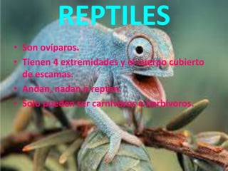 REPTILES
• Son ovíparos.
• Tienen 4 extremidades y el cuerpo cubierto
de escamas.
• Andan, nadan o reptan.
• Solo pueden ser carnívoros o herbívoros.
 