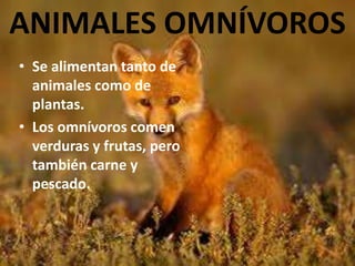 ANIMALES OMNÍVOROS
• Se alimentan tanto de
animales como de
plantas.
• Los omnívoros comen
verduras y frutas, pero
también carne y
pescado.
 