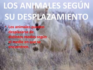 LOS ANIMALES SEGÚN
SU DESPLAZAMIENTO
• Los animales pueden
desplazarse de
distintos modos según
el medio en que se
encuentren.
 