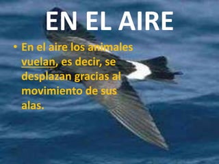 EN EL AIRE
• En el aire los animales
vuelan, es decir, se
desplazan gracias al
movimiento de sus
alas.
 
