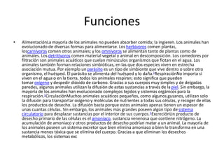 Funciones
• AlimentaciónLa mayoría de los animales no pueden absorber comida; la ingieren. Los animales han
evolucionado de diversas formas para alimentarse. Los herbívoros comen plantas,
loscarnívoros comen otros animales; y los omnívoros se alimentan tanto de plantas como de
animales. Los detritívoros comen material vegetal y animal en descomposición. Los comedores por
filtración son animales acuáticos que cuelan minúsculos organismos que flotan en el agua. Los
animales también forman relaciones simbióticas, en las que dos especies viven en estrecha
asociación mutua. Por ejemplo un parásito es un tipo de simbionte que vive dentro o sobre otro
organismo, el huésped. El parásito se alimenta del huésped y lo daña.1RespiraciónNo importa si
viven en el agua o en la tierra, todos los animales respiran; esto significa que pueden
tomar oxígeno y despedir dióxido de carbono. Gracias a sus cuerpos muy simples y de delgadas
paredes, algunos animales utilizan la difusión de estas sustancias a través de la piel. Sin embargo, la
mayoría de los animales han evolucionado complejos tejidos y sistemas orgánicos para la
respiración.1CirculaciónMuchos animales acuáticos pequeños, como algunos gusanos, utilizan solo
la difusión para transportar oxígeno y moléculas de nutrientes a todas sus células, y recoger de ellas
los productos de desecho. La difusión basta porque estos animales apenas tienen un espesor de
unas cuantas células. Sin embargo, los animales más grandes poseen algún tipo de sistema
circulatorio para desplazar sustancias por el interior de sus cuerpos.1ExcreciónUn producto de
desecho primario de las células es el amoniaco, sustancia venenosa que contiene nitrógeno. La
acumulación de amoniaco y otros productos de desecho podrían matar a un animal. La mayoría de
los animales poseen un sistema excretor que bien elimina amoniaco o bien lo transforma en una
sustancia menos tóxica que se elimina del cuerpo. Gracias a que eliminan los desechos
metabólicos, los sistemas exc
 