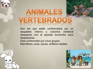 Son los que están conformados por un 
esqueleto interno y columna vertebral 
desplazan con el aparato locomotor para 
desplazarse. 
Esta conformado por cinco grupos 
Mamíferos, aves, peces, anfibios reptiles. 
 