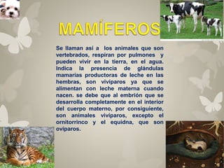 Se llaman así a los animales que son 
vertebrados, respiran por pulmones y 
pueden vivir en la tierra, en el agua. 
Indica la presencia de glándulas 
mamarías productoras de leche en las 
hembras, son vivíparos ya que se 
alimentan con leche materna cuando 
nacen. se debe que al embrión que se 
desarrolla completamente en el interior 
del cuerpo materno, por consiguiente, 
son animales vivíparos, excepto el 
ornitorrinco y el equidna, que son 
ovíparos. 
 
