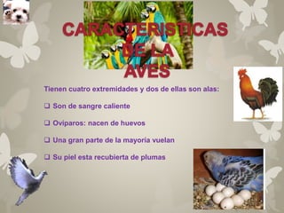 Tienen cuatro extremidades y dos de ellas son alas: 
 Son de sangre caliente 
 Ovíparos: nacen de huevos 
 Una gran parte de la mayoría vuelan 
 Su piel esta recubierta de plumas 
 