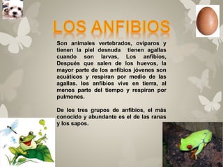 Son animales vertebrados, ovíparos y 
tienen la piel desnuda tienen agallas 
cuando son larvas, Los anfibios, 
Después que salen de los huevos, la 
mayor parte de los anfibios jóvenes son 
acuáticos y respiran por medio de las 
agallas. los anfibios vive en tierra, al 
menos parte del tiempo y respiran por 
pulmones. 
De los tres grupos de anfibios, el más 
conocido y abundante es el de las ranas 
y los sapos. 
 