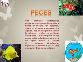 Son animales vertebrados 
ovíparos respiran por branquias y 
tienen el cuerpo con escamas, 
viven en el agua y respiran por 
agallas. Son de sangre fría. tienen 
la columna vertebral de cartílago 
o de hueso. La mayor parte de los 
peces están adaptados para vivir 
en agua dulce o salada 
el sistemas circulatorio, 
digestivo y nervioso de un pez 
están muy bien desarrollados. 
 