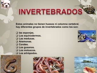 Estos animales no tienen huesos ni columna vertebral, 
hay diferentes grupos de invertebrados como los son: 
 las esponjas. 
 Los equinodermos. 
 Las medusas. 
 Anemonas. 
 Corales. 
 Los gusanos. 
 Los moluscos. 
 Los artrópodos. 
 