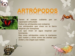 Tienen el cuerpo cubierto por un 
caparazón articulado 
Todos los artrópodos son ovíparos 
Los artrópodos que viven en la tierra 
respiran por tranqueas 
Los que viven en agua respiran por 
branquias. 
Hay unos artrópodos como la mariposa 
que vuelan y otros como las arañas que 
andan y las angas que nadan. 
 