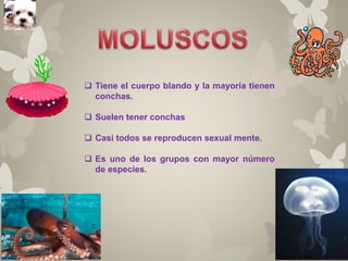  Tiene el cuerpo blando y la mayoría tienen 
conchas. 
 Suelen tener conchas 
 Casi todos se reproducen sexual mente. 
 Es uno de los grupos con mayor número 
de especies. 
 