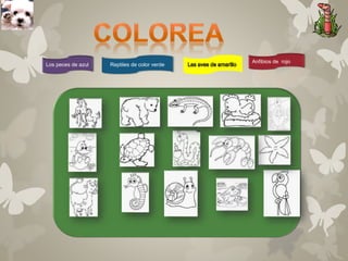 Reptiles de color verde 
Anfibios de rojo 
Los peces de azul 
 