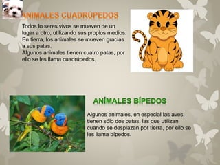 Todos lo seres vivos se mueven de un 
lugar a otro, utilizando sus propios medios. 
En tierra, los animales se mueven gracias 
a sus patas. 
Algunos animales tienen cuatro patas, por 
ello se les llama cuadrúpedos. 
Algunos animales, en especial las aves, 
tienen sólo dos patas, las que utilizan 
cuando se desplazan por tierra, por ello se 
les llama bípedos. 
 