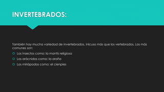INVERTEBRADOS: 
También hay mucha variedad de invertebrados, inlcuso más que los vertebrados. Los más 
comunes son: 
 Los insectos como: la mantis religiosa 
 Los arácnidos como: la araña 
 Los miriápodos como: el cienpies 
 