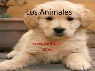 Los Animales 
Sebastian Bianchi 
1B Sec 
 