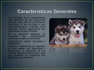 • La movilidad es la característica 
más llamativa de los organismos 
de este reino, pero no es exclusiva 
del grupo, lo que da lugar a que 
sean designados a menudo como 
animales ciertos organismos que 
pertenecen al reino Protista. 
• En el siguiente esquema se 
muestran las características 
comunes a todos los animales: 
• Organización celular. Eucariota y 
pluricelular. 
• Nutrición. Heterótrofa por ingestión 
(a nivel celular, por fagocitosis y 
pinocitosis), a diferencia de los 
hongos, también heterótrofos, pero 
que absorben los nutrientes tras 
digerirlos externamente. 
 