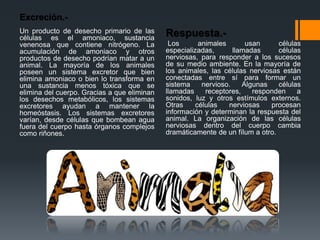Excreción.- 
Un producto de desecho primario de las 
células es el amoniaco, sustancia 
venenosa que contiene nitrógeno. La 
acumulación de amoniaco y otros 
productos de desecho podrían matar a un 
animal. La mayoría de los animales 
poseen un sistema excretor que bien 
elimina amoniaco o bien lo transforma en 
una sustancia menos tóxica que se 
elimina del cuerpo. Gracias a que eliminan 
los desechos metabólicos, los sistemas 
excretores ayudan a mantener la 
homeóstasis. Los sistemas excretores 
varían, desde células que bombean agua 
fuera del cuerpo hasta órganos complejos 
como riñones. 
Respuesta.- 
Los animales usan células 
especializadas, llamadas células 
nerviosas, para responder a los sucesos 
de su medio ambiente. En la mayoría de 
los animales, las células nerviosas están 
conectadas entre sí para formar un 
sistema nervioso. Algunas células 
llamadas receptores, responden a 
sonidos, luz y otros estímulos externos. 
Otras células nerviosas procesan 
información y determinan la respuesta del 
animal. La organización de las células 
nerviosas dentro del cuerpo cambia 
dramáticamente de un fílum a otro. 
 