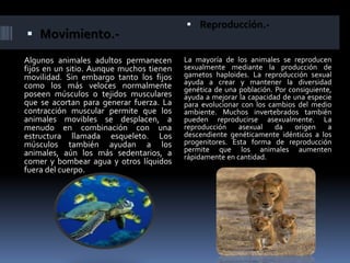  Movimiento.- 
Algunos animales adultos permanecen 
fijos en un sitio. Aunque muchos tienen 
movilidad. Sin embargo tanto los fijos 
como los más veloces normalmente 
poseen músculos o tejidos musculares 
que se acortan para generar fuerza. La 
contracción muscular permite que los 
animales movibles se desplacen, a 
menudo en combinación con una 
estructura llamada esqueleto. Los 
músculos también ayudan a los 
animales, aún los más sedentarios, a 
comer y bombear agua y otros líquidos 
fuera del cuerpo. 
 Reproducción.- 
La mayoría de los animales se reproducen 
sexualmente mediante la producción de 
gametos haploides. La reproducción sexual 
ayuda a crear y mantener la diversidad 
genética de una población. Por consiguiente, 
ayuda a mejorar la capacidad de una especie 
para evolucionar con los cambios del medio 
ambiente. Muchos invertebrados también 
pueden reproducirse asexualmente. La 
reproducción asexual da origen a 
descendiente genéticamente idénticos a los 
progenitores. Esta forma de reproducción 
permite que los animales aumenten 
rápidamente en cantidad. 
 
