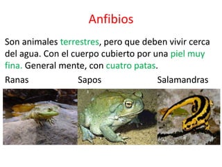 Anfibios 
Son animales terrestres, pero que deben vivir cerca 
del agua. Con el cuerpo cubierto por una piel muy 
fina. General mente, con cuatro patas. 
Ranas Sapos Salamandras 
 