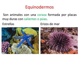 Equinodermos 
Son animales con una coraza formada por placas 
muy duras con salientes o púas. 
Estrellas Erizos de mar 
 