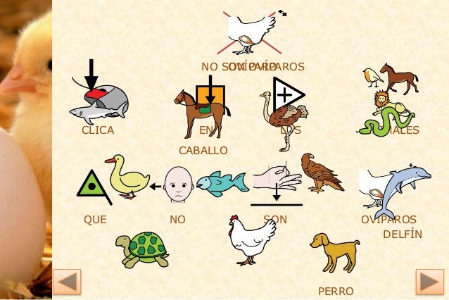 Los Animales Habitar Reproduccion Alimentacion Y Estructura