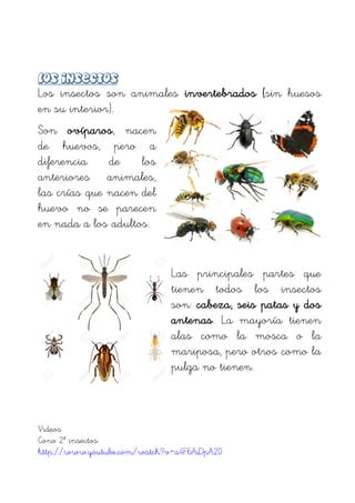 Los insectos son animales invertebrados (sin huesos
en su interior).
Son ovíparos, nacen
de huevos, pero a
diferencia de los
anteriores animales,
las crías que nacen del
huevo no se parecen
en nada a los adultos.
Las principales partes que
tienen todos los insectos
son: cabeza, seis patas y dos
antenas. La mayoría tienen
alas como la mosca o la
mariposa, pero otros como la
pulga no tienen.
Videos
Cono 2º insectos:
http://www.youtube.com/watch?v=a4F6AiDpA20
 