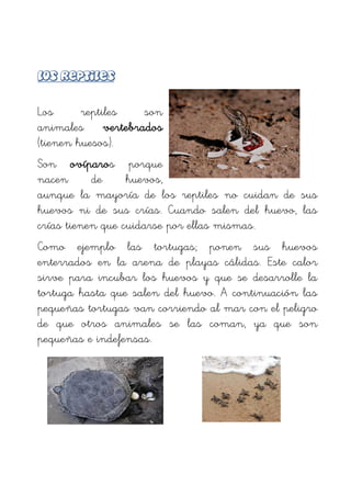 Los reptiles son
animales vertebrados
(tienen huesos).
Son ovíparos porque
nacen de huevos,
aunque la mayoría de los reptiles no cuidan de sus
huevos ni de sus crías. Cuando salen del huevo, las
crías tienen que cuidarse por ellas mismas.
Como ejemplo las tortugas; ponen sus huevos
enterrados en la arena de playas cálidas. Este calor
sirve para incubar los huevos y que se desarrolle la
tortuga hasta que salen del huevo. A continuación las
pequeñas tortugas van corriendo al mar con el peligro
de que otros animales se las coman, ya que son
pequeñas e indefensas.
 