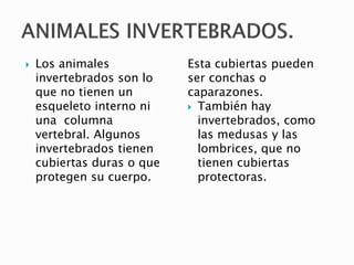  Los animales
invertebrados son lo
que no tienen un
esqueleto interno ni
una columna
vertebral. Algunos
invertebrados tienen
cubiertas duras o que
protegen su cuerpo.
Esta cubiertas pueden
ser conchas o
caparazones.
 También hay
invertebrados, como
las medusas y las
lombrices, que no
tienen cubiertas
protectoras.
 