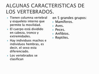  Tienen columna vertebral
y esqueleto interno que
permite la movilidad.
 El cuerpo está dividido
en cabeza, tronco y
extremidades.
 Hay individuos machos e
individuos hembras, es
decir, el sexo esta
diferenciado.
 Los vertebrados se
clasifican
en 5 grandes grupos:
 Mamíferos.
 Aves.
 Peces.
 Anfibios.
 Reptiles.
 