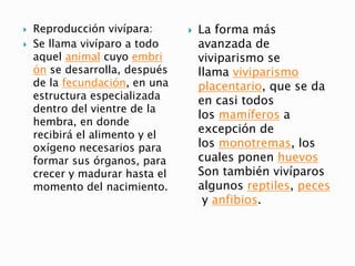  Reproducción vivípara:
 Se llama vivíparo a todo
aquel animal cuyo embri
ón se desarrolla, después
de la fecundación, en una
estructura especializada
dentro del vientre de la
hembra, en donde
recibirá el alimento y el
oxígeno necesarios para
formar sus órganos, para
crecer y madurar hasta el
momento del nacimiento.
 La forma más
avanzada de
viviparismo se
llama viviparismo
placentario, que se da
en casi todos
los mamíferos a
excepción de
los monotremas, los
cuales ponen huevos
Son también vivíparos
algunos reptiles, peces
y anfibios.
 