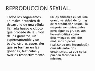 Todos los organismos
animales proceden del
desarrollo de una célula
llamada huevo o cigoto
que procede de la unión
de los gametos, un
espermatozoide y un
óvulo, células especiales
que se forman en las
gónadas, testículos y
ovarios respectivamente.
En los animales existe una
gran diversidad de formas
de reproducción sexual, la
mayoría son unisexuales
pero algunos grupos son
hermafroditas como
determinados anélidos,
moluscos o peces,
realizando una fecundación
cruzada entre dos
organismos, ya que no se
pueden fecundar a sí
mismos.
 