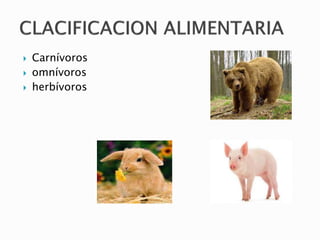  Carnívoros
 omnívoros
 herbívoros
 