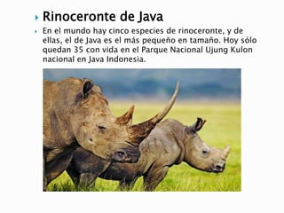  Rinoceronte de Java
 En el mundo hay cinco especies de rinoceronte, y de
ellas, el de Java es el más pequeño en tamaño. Hoy sólo
quedan 35 con vida en el Parque Nacional Ujung Kulon
nacional en Java Indonesia.
 