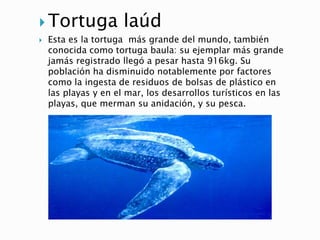  Tortuga laúd
 Esta es la tortuga más grande del mundo, también
conocida como tortuga baula: su ejemplar más grande
jamás registrado llegó a pesar hasta 916kg. Su
población ha disminuido notablemente por factores
como la ingesta de residuos de bolsas de plástico en
las playas y en el mar, los desarrollos turísticos en las
playas, que merman su anidación, y su pesca.
 