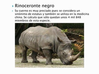  Rinoceronte negro
 Su cuerno es muy preciado pues se considera un
sinónimo de estatus y también se utiliza en la medicina
china. Se calcula que sólo quedan unos 4 mil 848
miembros de esta especie.
 