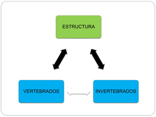 ESTRUCTURA
INVERTEBRADOSVERTEBRADOS