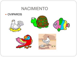 NACIMIENTO
OVIPAROS