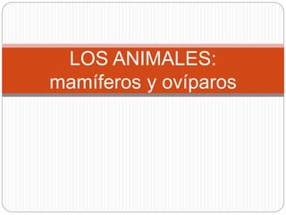 LOS ANIMALES:
mamíferos y ovíparos
 