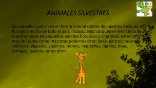 ANIMALES SILVESTRES
Son aquellos que viven en forma natural dentro de nuestros bosques a
lo largo y ancho de todo el país, incluso, algunos pueden vivir cerca de
nuestras casas en pequeños parches boscosos o charrales. entre los
más utilizados como mascotas podemos citar: loras, pericos, tucanes,
setilleros, jilgueros, yigüirros, monos, mapaches, tigrillos, boas,
tortugas, iguanas, entre otros
 