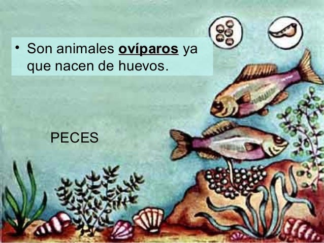 Las lombrices y la sangre espesa