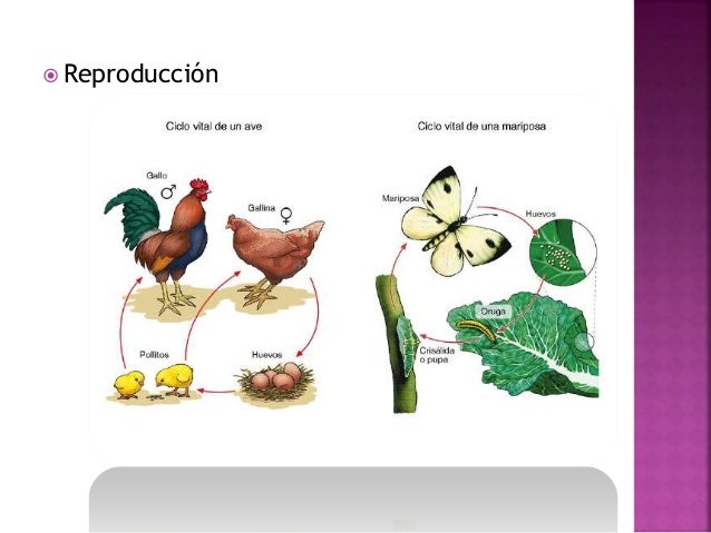 cuestionario de adherencia a la dieta mediterránea suplements