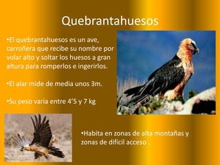 Quebrantahuesos
•El quebrantahuesos es un ave,
carroñera que recibe su nombre por
volar alto y soltar los huesos a gran
altura para romperlos e ingerirlos.
•El alar mide de media unos 3m.
•Su peso varia entre 4’5 y 7 kg
•Habita en zonas de alta montañas y
zonas de difícil acceso .
 
