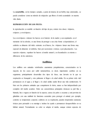 La acuariofilia, en los tiempos actuales, a parte de tratarse de un hobby muy entretenido, se
puede considerar como un método de relajación que libera el estrés acumulado en nuestra
vida diaria.
REPRODUCCIÓN DE LOS PECES:
la reproducción es variable en función del tipo de pez, existen tres clases: vivíparos,
ovíparos y ovovivíparos.
Los ovovivíparos retienen los huevos en el interior de la madre y son expulsados en el
momento de la eclosión, es una forma de proteger a sus crías frente a depredadores, el
embrión se alimenta del vitelo existente en el huevo; los vivíparos tienen una forma muy
especial de alimentar al embrión, bien por secreciones ováricas o por placentación. Las
especies ovíparas, expulsan los huevos al medio natural y su fecundación es externa a
diferencia de los anteriores.
Anfibios
Los anfibios son animales vertebrados anamniotas poiquilotermos, caracterizados en la
mayoría de los casos por sufrir metamorfosis, es decir, importantes cambios en su
organismo; principalmente desarrollan dos tipos de fases, una larvaria en la que su
respiración es branquial y otra pulmonar al llegar a la edad adulta. En su primer ciclo vital
permanecen en el agua y al llegar a la edad adulta suelen llevar una vida semiterrestre. Si
bien son los primeros animales que conquistaron la tierra, nunca se han independizado por
completo del medio acuático. Entre sus características principales destacan su piel fina y
húmeda, lisa o rugosa en función de la especie, carece de pelos o escamas y está provista de
glándulas con una multitud de funciones esenciales para proteger al animal, por ejemplo,
controla su temperatura corporal, colabora en su respiración, pueden desprenden sustancias
tóxicas para persuadir a su enemigo e incluso les ayuda a permanecer desapercibidos en su
hábitat natural. Normalmente su color se adapta al medio, aunque existen especies de
 