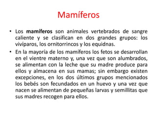 Mamíferos
• Los mamíferos son animales vertebrados de sangre
caliente y se clasifican en dos grandes grupos: los
vivíparos, los ornitorrincos y los equidnas.
• En la mayoría de los mamíferos los fetos se desarrollan
en el vientre materno y, una vez que son alumbrados,
se alimentan con la leche que su madre produce para
ellos y almacena en sus mamas; sin embargo existen
excepciones, en los dos últimos grupos mencionados
los bebés son fecundados en un huevo y una vez que
nacen se alimentan de pequeñas larvas y semillitas que
sus madres recogen para ellos.
 