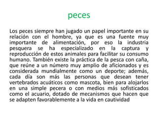 peces
Los peces siempre han jugado un papel importante en su
relación con el hombre, ya que es una fuente muy
importante de alimentación, por eso la industria
pesquera se ha especializado en la captura y
reproducción de estos animales para facilitar su consumo
humano. También existe la práctica de la pesca con caña,
que reúne a un número muy amplio de aficionados y es
considerada mundialmente como un deporte; además,
cada día son más las personas que desean tener
vertebrados acuáticos como mascota, bien para alojarlos
en una simple pecera o con medios más sofisticados
como el acuario, dotado de mecanismos que hacen que
se adapten favorablemente a la vida en cautividad
 