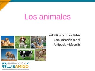 Los animales
Valentina Sánchez Balvin
Comunicación social
Antioquia – Medellín
 